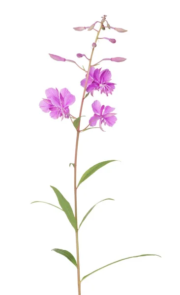 Beyaz Arka Plan Üzerinde Izole Pembe Fireweed — Stok fotoğraf