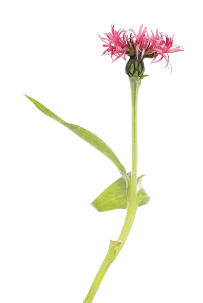 Beyaz Arka Plan Üzerinde Izole Kırmızı Peygamber Çiçeği — Stok fotoğraf