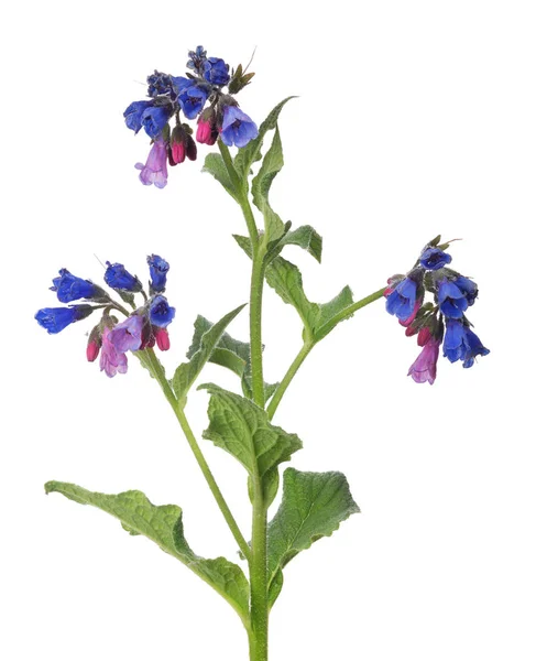 Azul Escuro Vermelho Flor Selvagem Isolado Fundo Branco — Fotografia de Stock