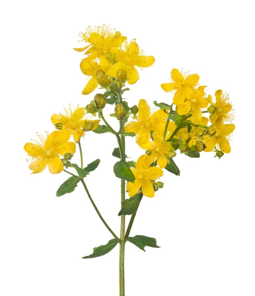 Flor Hipericum Amarillo Brillante Aislada Sobre Fondo Blanco —  Fotos de Stock