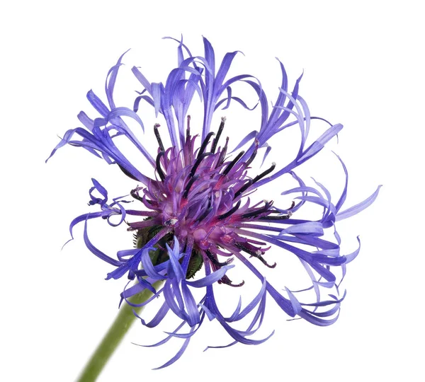 Beyaz Arka Plan Üzerinde Izole Koyu Mavi Peygamber Çiçeği — Stok fotoğraf
