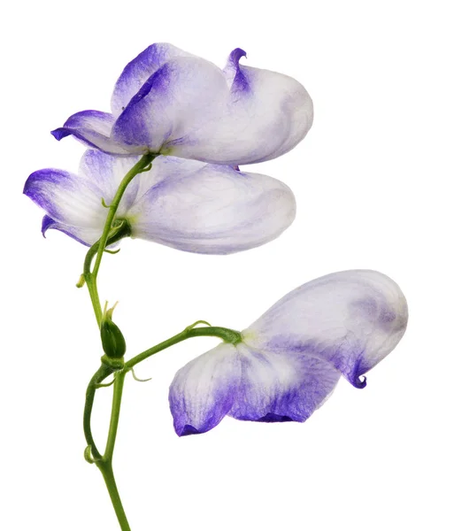 Απομονωμένη Λευκό Και Μπλε Τρία Μεγάλα Λουλούδια — Φωτογραφία Αρχείου