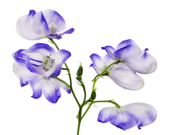 Isolated White Blue Large Flowers — Stock Photo, Image