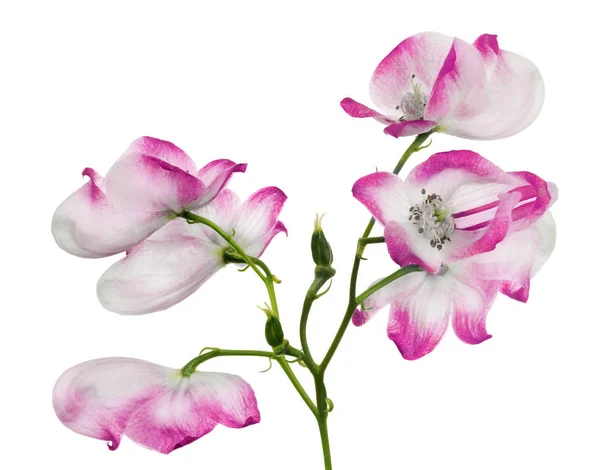Απομονωμένη Μεγάλα Λουλούδια Άσπρα Και Ροζ — Φωτογραφία Αρχείου