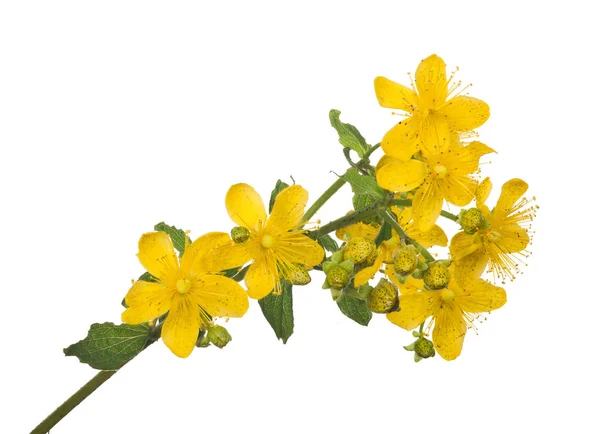 Flor Hipericum Amarillo Brillante Aislada Sobre Fondo Blanco —  Fotos de Stock