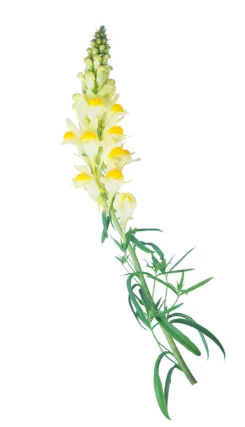 在白色背景查出的浅和深黄色的花朵 — 图库照片