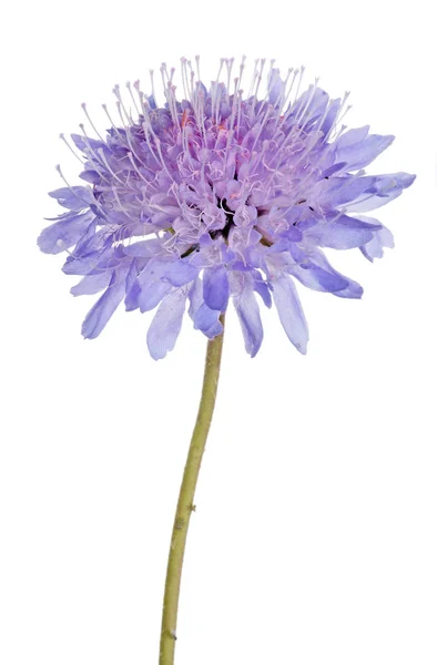 Flores Azuis Isoladas Sobre Fundo Branco — Fotografia de Stock