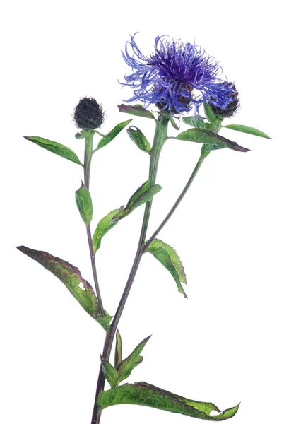 Blå Wildflower Isolerad Vit Bakgrund — Stockfoto