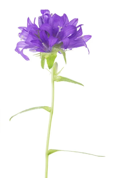 Lila Blommor Isolerad Vit Bakgrund — Stockfoto