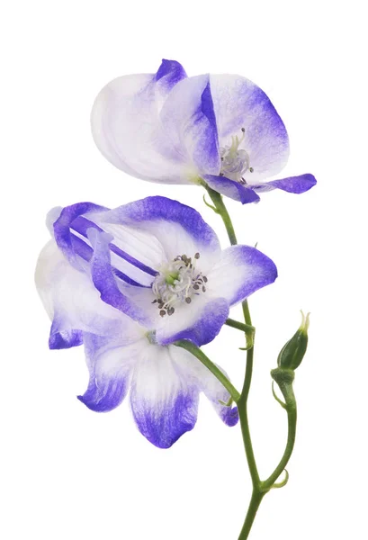 Izolované Tři Velké Květy Bílé Modré — Stock fotografie