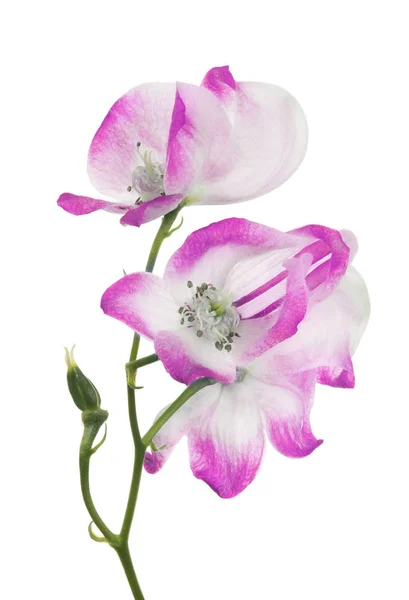 Isolated White Pinke Three Large Flowers — Stock Photo, Image