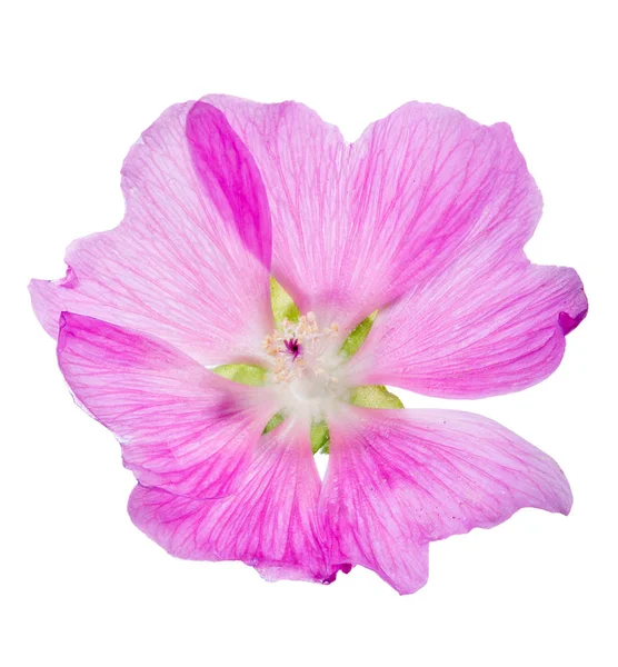 Roze Bloem Geïsoleerd Witte Achtergrond — Stockfoto