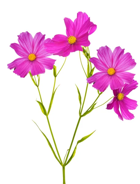 白色背景下的粉红色花朵 — 图库照片