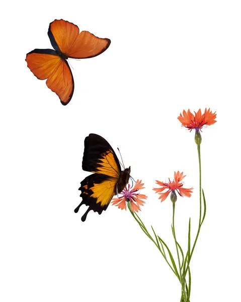 Orange Chicory Flowers Flowers Butterflies Isolated White Background — Stock Photo, Image