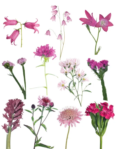 Set Pink Wild Flowers Isolated White Background — Stock Photo, Image