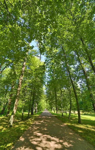 Footpat Entre Árvores Floresta Verde Brilhante — Fotografia de Stock