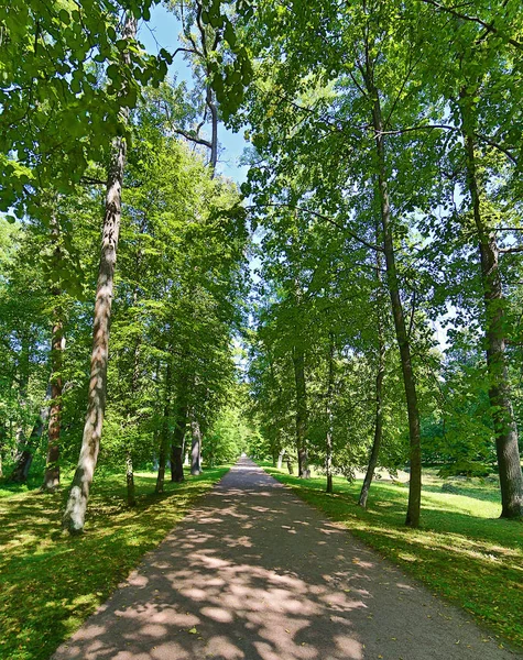 Fußstapfen Zwischen Bäumen Grünen Dunklen Wald — Stockfoto