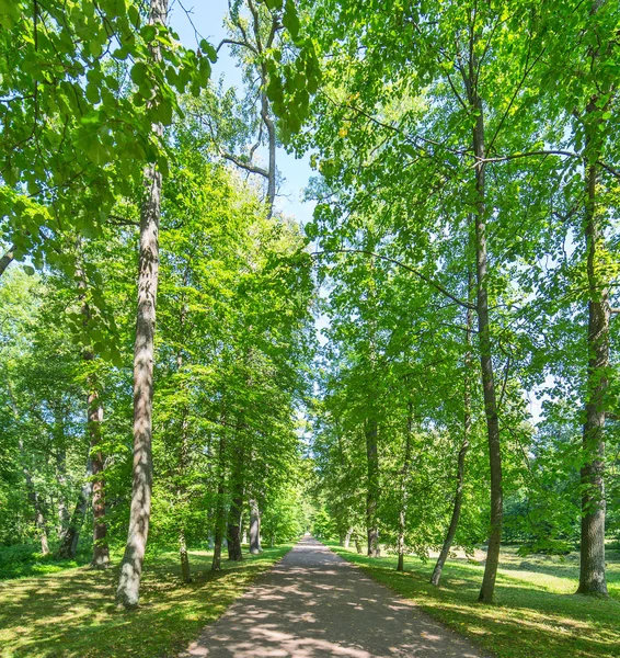 Footpat Tussen Bomen Groene Donker Bos — Stockfoto