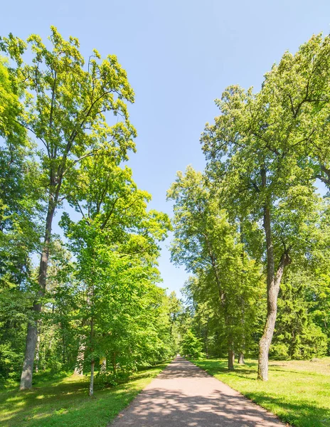 Footpat Tra Alberi Nella Foresta Verde — Foto Stock