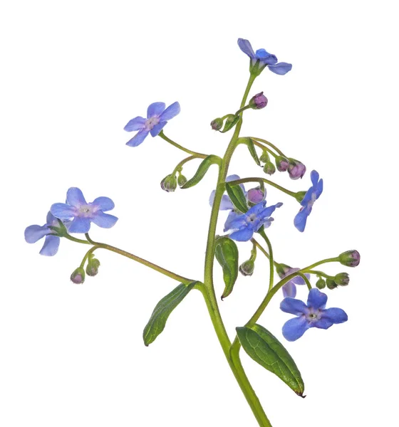 Ljus Blå Förgätmigej Blomma Isolerad Vit Bakgrund — Stockfoto