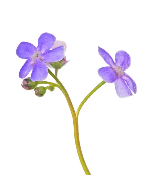 Lilac Forget Flower Isolated White Background — Stock Photo, Image