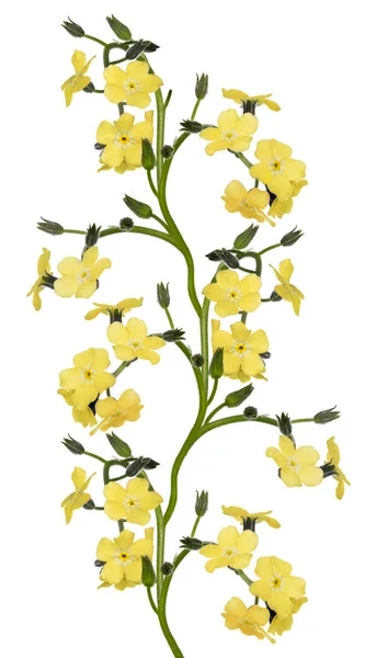 Flores Color Amarillo Claro Forget Aisladas Sobre Fondo Blanco — Foto de Stock