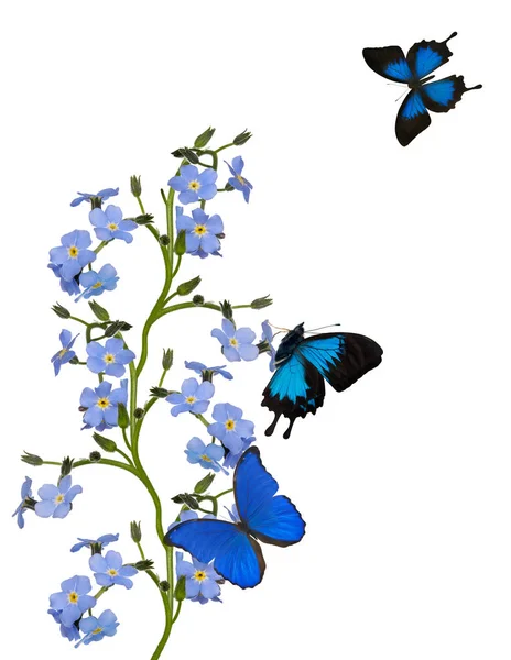 Light Blue Forget Flowers Butterflies Isolated White Background — Stock Photo, Image