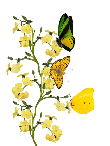 Hellgelbe Vergissmeinnicht Blumen Mit Schmetterlingen Isoliert Auf Weißem Hintergrund — Stockfoto