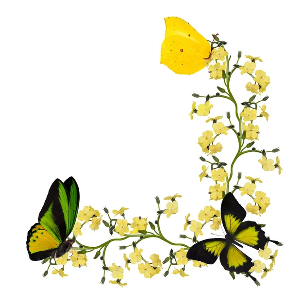 Açık Sarı Forget Değil Çiçekler Köşesi Kelebekler Beyaz Arka Planda — Stok fotoğraf