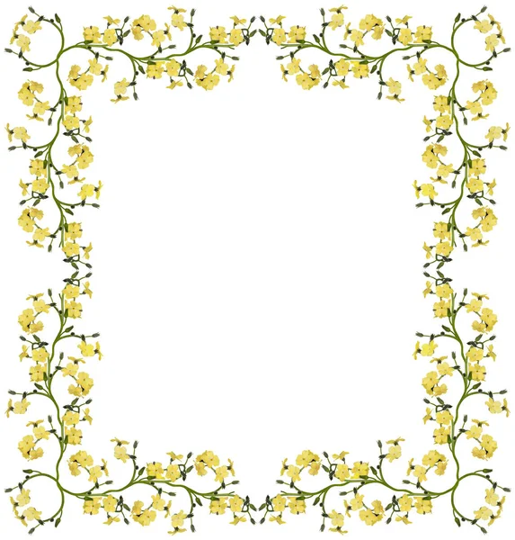 Hellgelbe Vergissmeinnicht Blumen Rahmen Isoliert Auf Weißem Hintergrund — Stockfoto