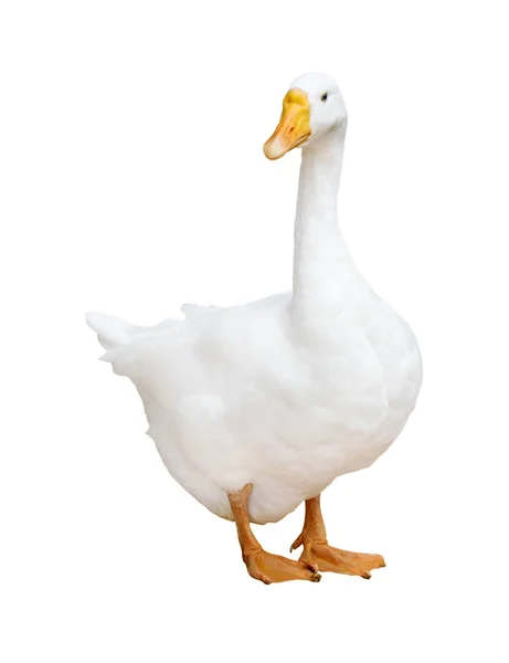 Light Goose Isolated White Background — Stock Photo, Image