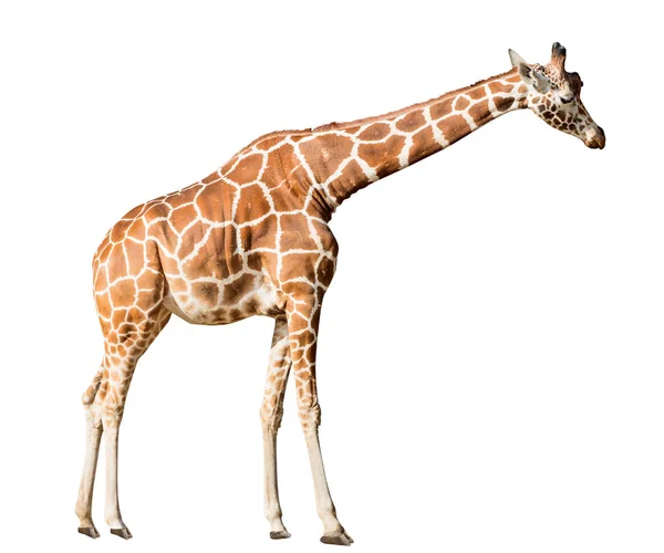 Large Giraffe Isolated White Background — Stock Photo, Image