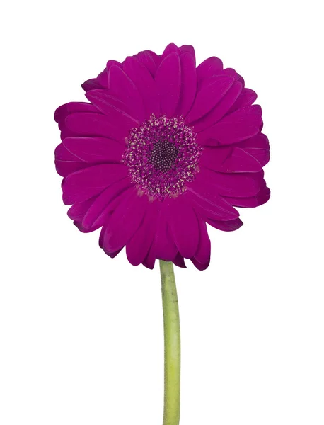 Flor Gerbera Roxo Isolado Fundo Branco — Fotografia de Stock