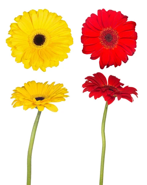 Set Fiori Gerbera Isolati Sfondo Bianco — Foto Stock