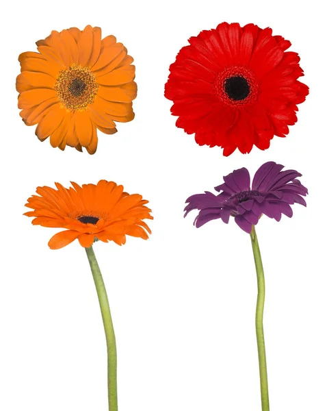 Set Fiori Gerbera Isolati Sfondo Bianco — Foto Stock