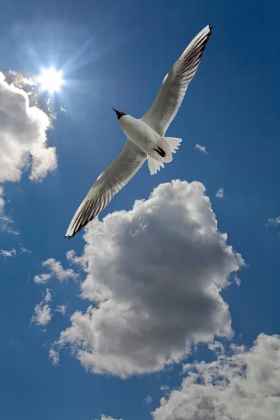 Foto Gaivota Céu Com Nuvens Sol Brilhante — Fotografia de Stock