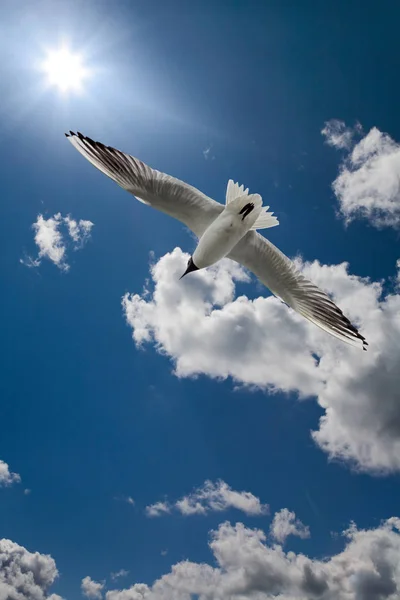 Foto Gabbiano Cielo Con Nuvole Sole Splendente — Foto Stock