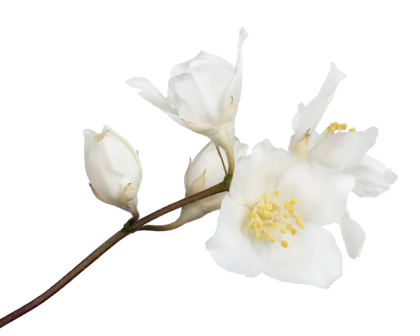 Jasmijn Tak Met Bloemen Geïsoleerd Witte Achtergrond — Stockfoto