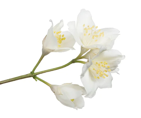 Jasminzweig Mit Blumen Isoliert Auf Weißem Hintergrund — Stockfoto