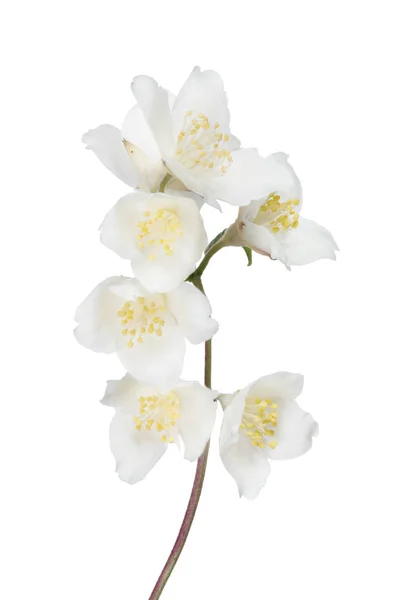Yasemin Dalı Beyaz Arkaplanda Izole Edilmiş Çiçekler — Stok fotoğraf