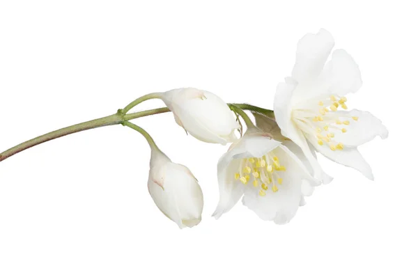 Jasmin Branch Flowers Isolated White Background — Stock Photo, Image