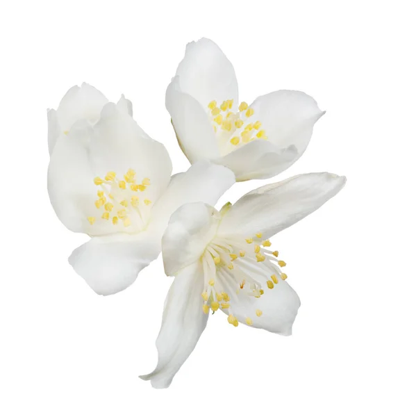 Jasmin Vier Bloemen Geïsoleerd Witte Achtergrond — Stockfoto