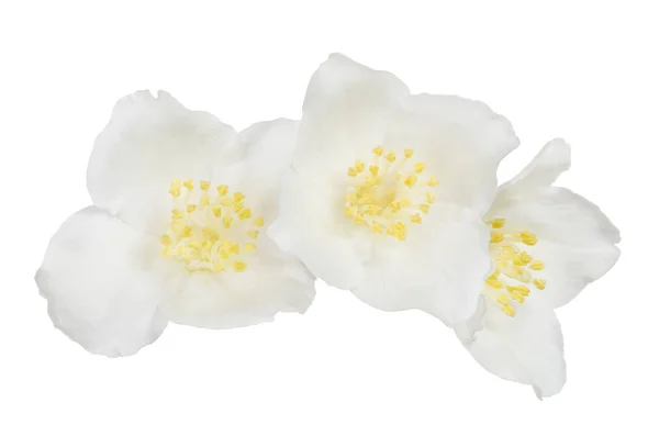 Jasmin Three Flowers Isolated White Background — Stock Photo, Image