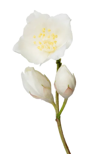 Jasmijn Tak Met Bloemen Geïsoleerd Witte Achtergrond — Stockfoto