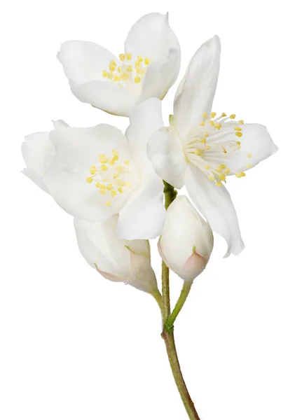 Jasmijn Tak Met Bloemen Geïsoleerd Witte Achtergrond — Stockfoto