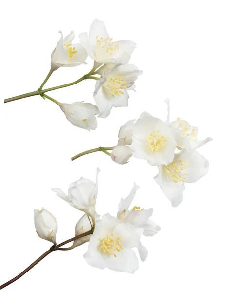 Conjunto Ramas Jazmín Con Flores Aisladas Sobre Fondo Blanco —  Fotos de Stock