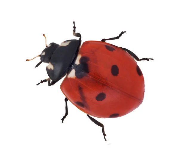 孤立在白色背景上的红色瓢虫 — 图库照片