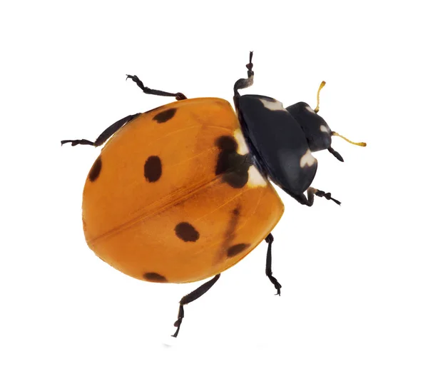 Coccinella Arancione Isolata Sfondo Bianco — Foto Stock