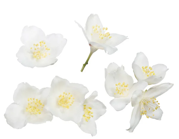 Jasmin Kwiaty Białym Tle — Zdjęcie stockowe