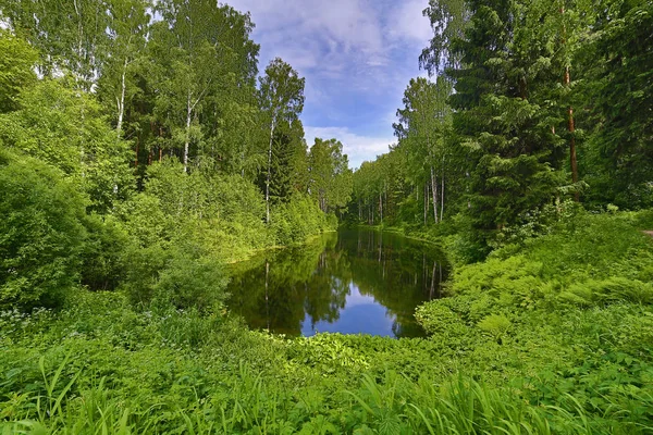 Zielony Summer Krajobraz Mały Staw Las — Zdjęcie stockowe